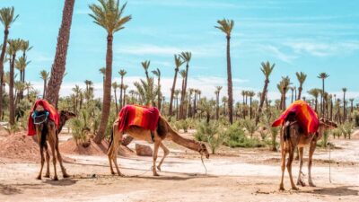Marrakech: Half-Day Desert Quad Tour with Camel Ride - The Camel Ride: Palms, Berber Village Life, and a Proper Tea Break