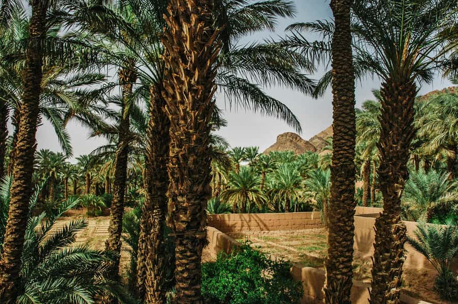 Marrakech/Ouarzazate: 2-Day Desert with Camel, 4x4 & Meals - Key Highlights You’ll Feel Fast