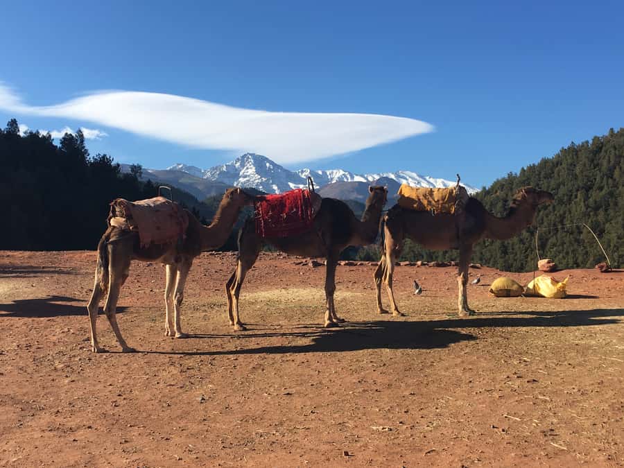 Marrakech: Ourika Valley & Atlas Mountains Half-Day Trip - Price and Value for $64: What You’re Really Paying For
