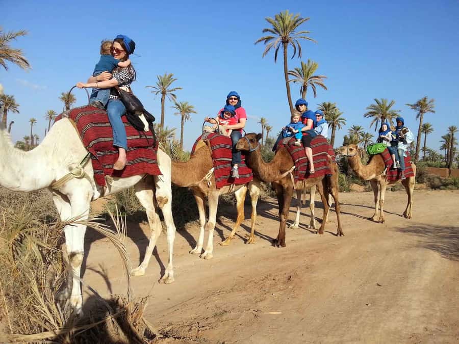 Marrakech Palmeraie: Camel Ride at Sunset - Key highlights worth your attention