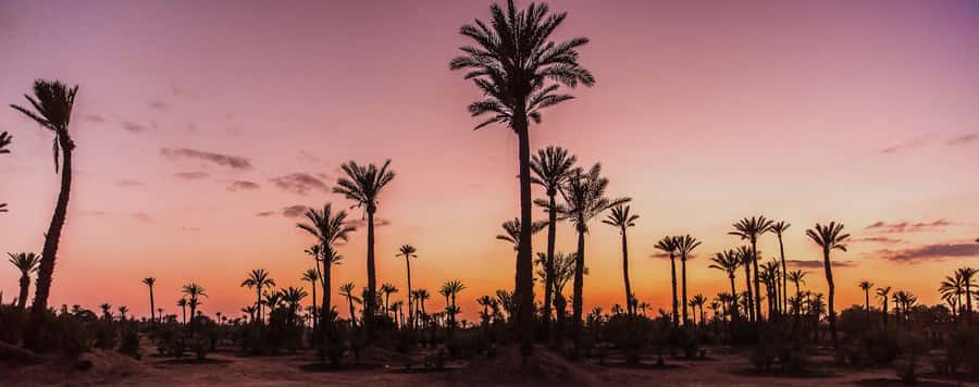 Marrakech Palmeraie: Camel Ride at Sunset - The ride itself: pavement start, palm shade, and a sunset photo window