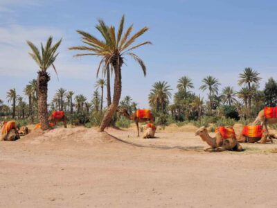 Marrakech Palmeraie: Camel Ride at Sunset - Getting set up: pickup, safety briefing, and the shesh moment
