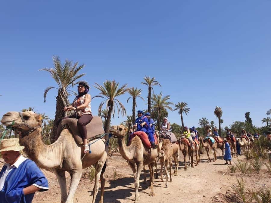 Marrakech Palmeraie: Camel Ride at Sunset - Guides and camel handlers: what “good” looks like here