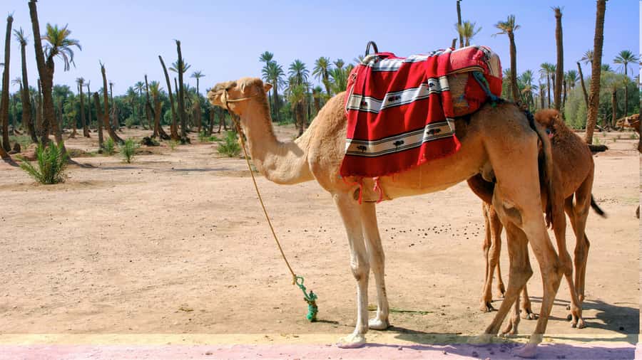 Marrakech Palmeraie: Camel Ride & Quad Bike Experience - What’s included (and why it matters for your money)