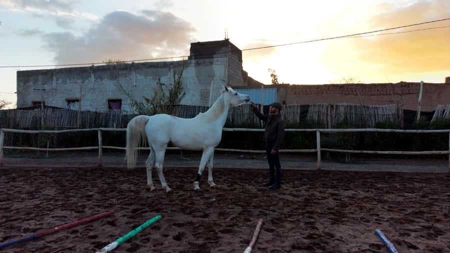 Marrakech: Private Horseback Tour in the Palm Grove with Tea - What to bring so you feel comfortable