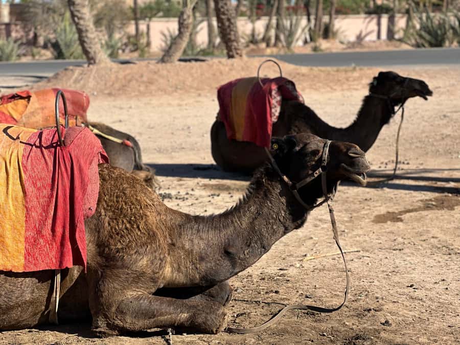 Marrakech: Quad Bike excursion at the sunset with Tea Break - Sunset Quad Riding in Marrakech: What You’re Really Buying