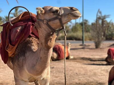 Marrakech: Quad Bike excursion at the sunset with Tea Break - Getting From Your Hotel to the Palmeraie Without Stress