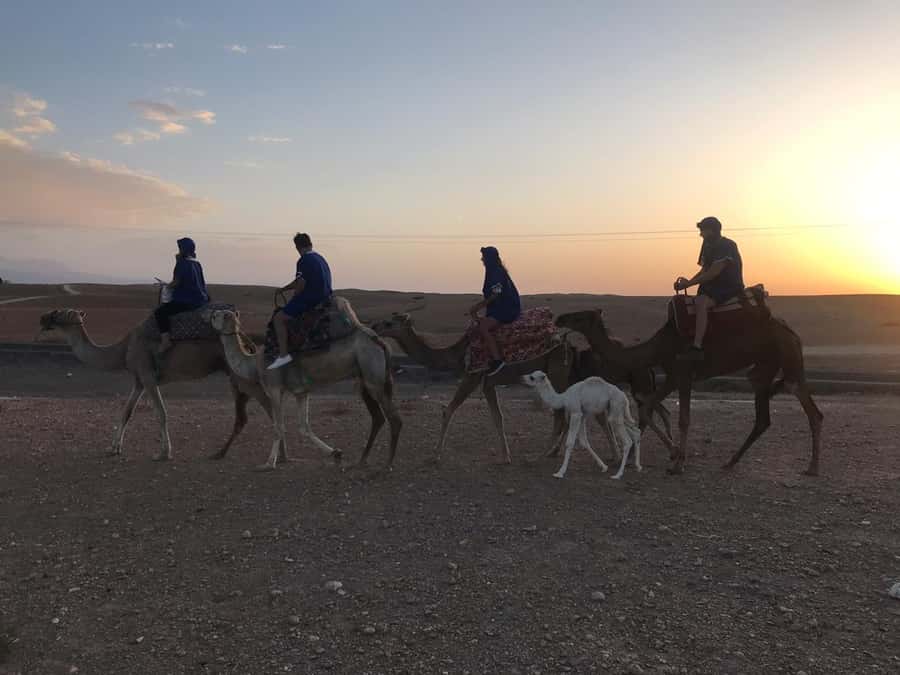 Marrakesh: Agafay Desert Quad & Camel Tour with Dinner - Price and Value: Is $81 Worth It?