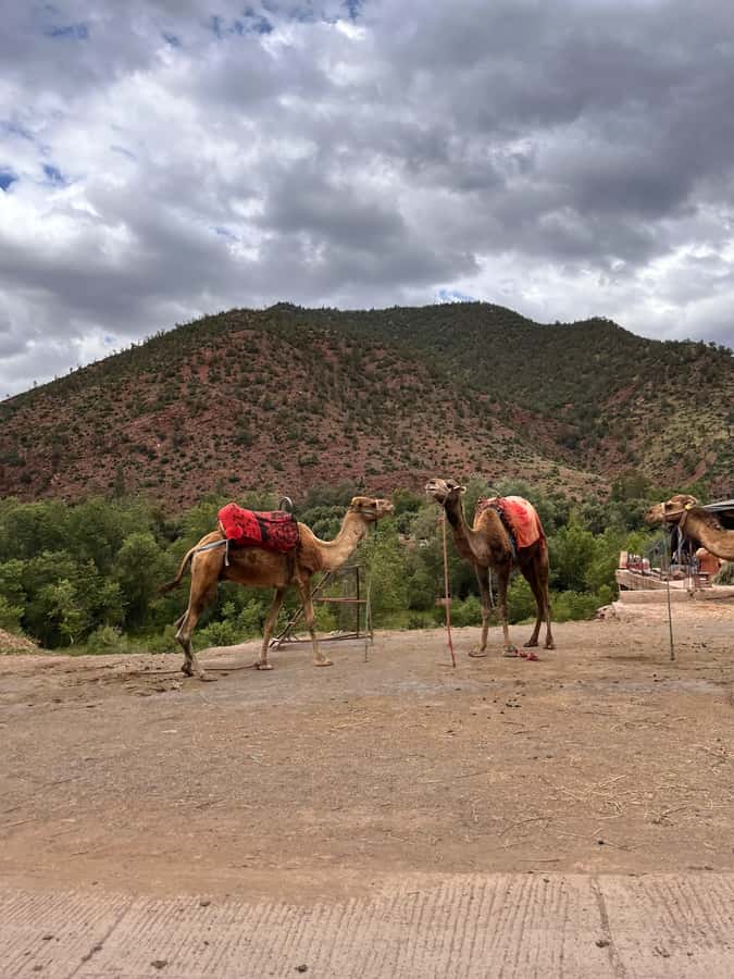 Marrakesh: Ourika Valley & Atlas Mountains Day Trip + Lunch - A Berber House for Mint Tea: What You Learn and What You Feel