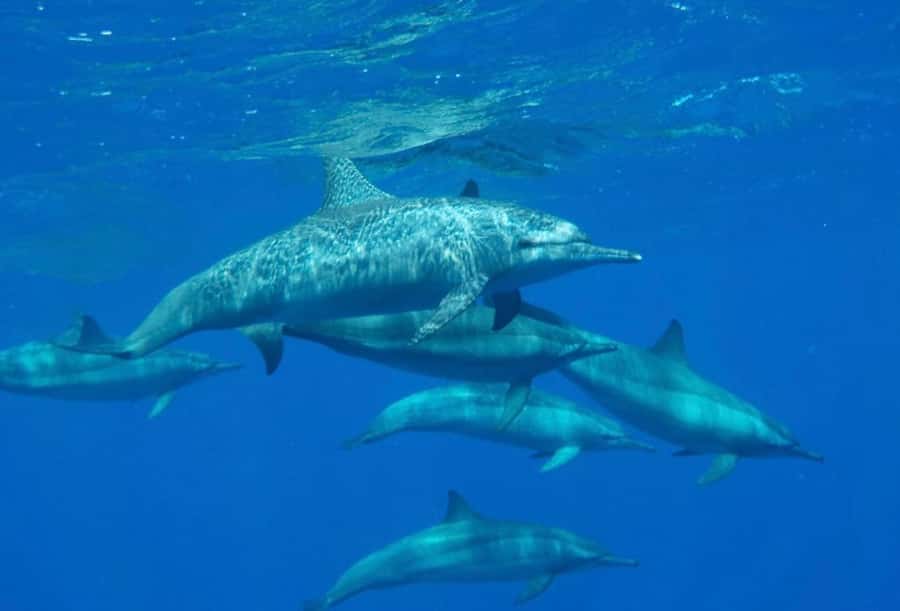 Marsa Alam: Royal Seascope Submarine Cruise with Pickup - Price and What’s Included in the $59 Deal