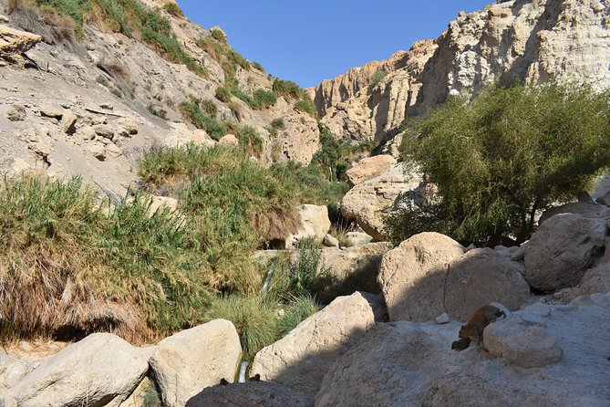Masada, Ein Gedi, and The Dead Sea from Tel Aviv - Group Size, Comfort, and the One Thing to Watch