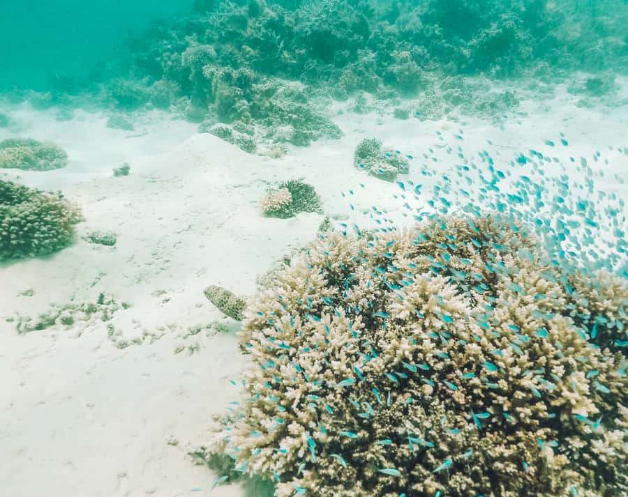 Mauritius: Full-Day Speedboat Tour to Ile aux Cerfs & BBQ - Guides, Boat Style, and Group Size: Why the Day Feels Smooth