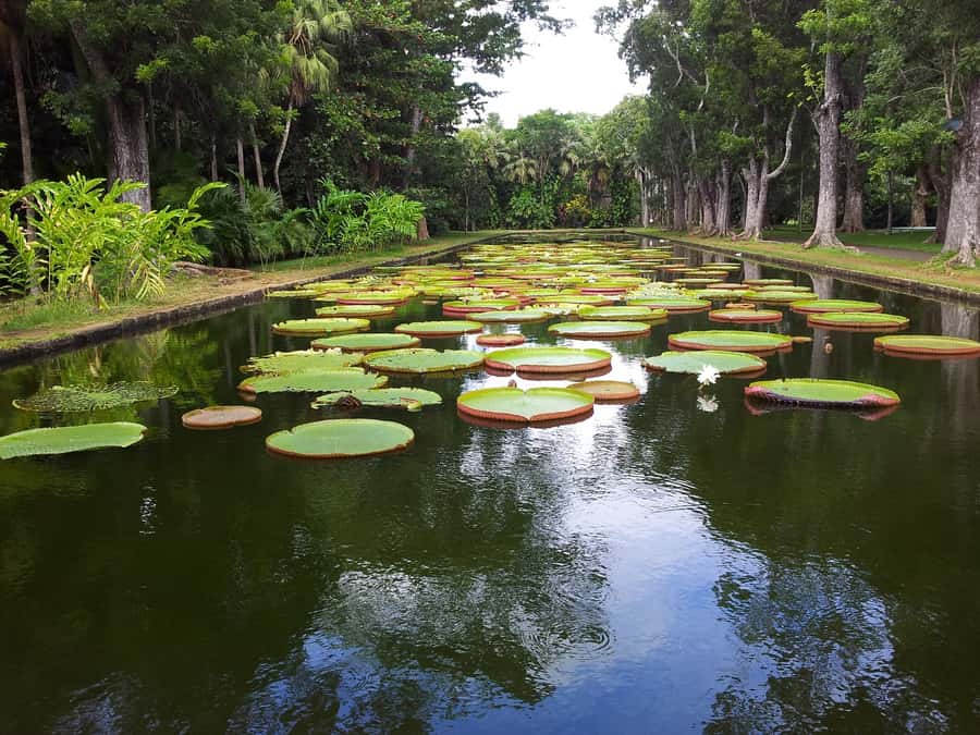 Mauritius: Full Day Tour of the North with Hotel Transfer - Key tour takeaways