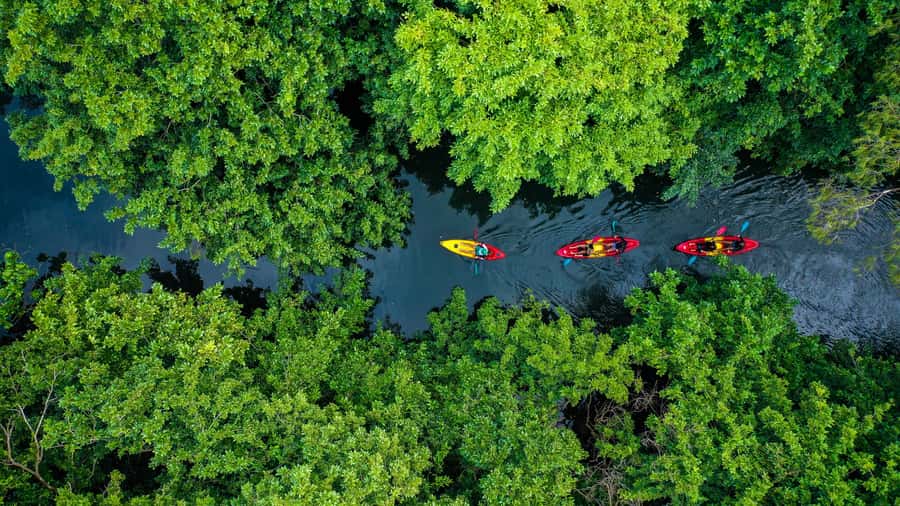 Mauritius: Guided Kayak Tour on Tamarin River - Wildlife You Can Spot From the Kayak (and How to Improve Your Odds)