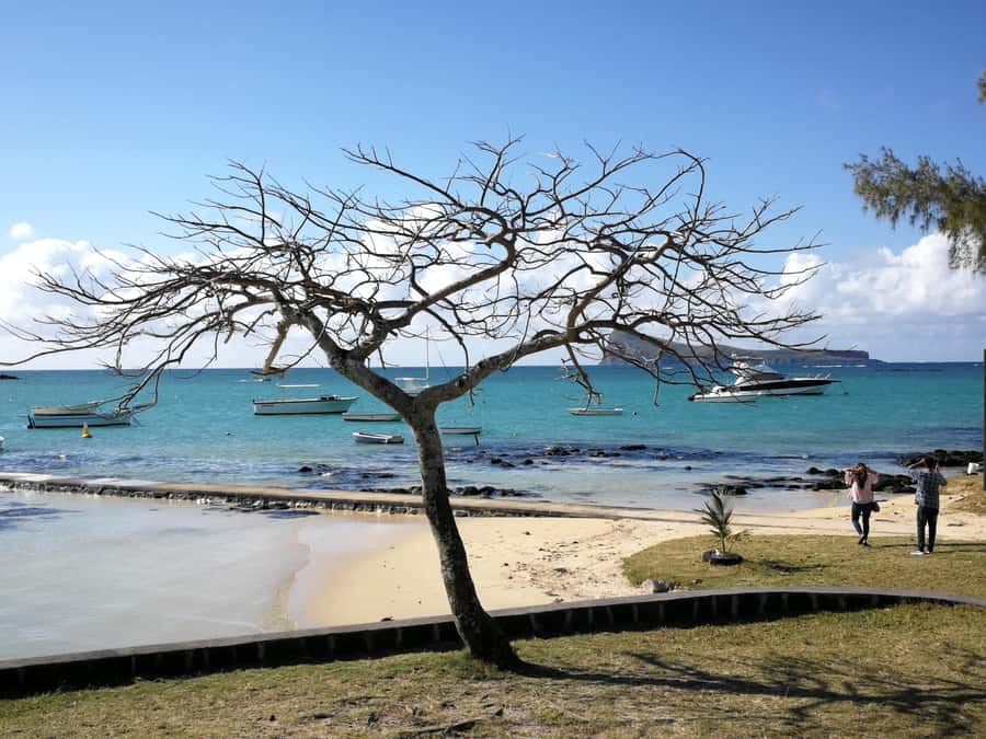 Mauritius North: Private Paradise Tour with Gardens, Markets - The Botanical Garden Stop You’ll Want to Slow Down For