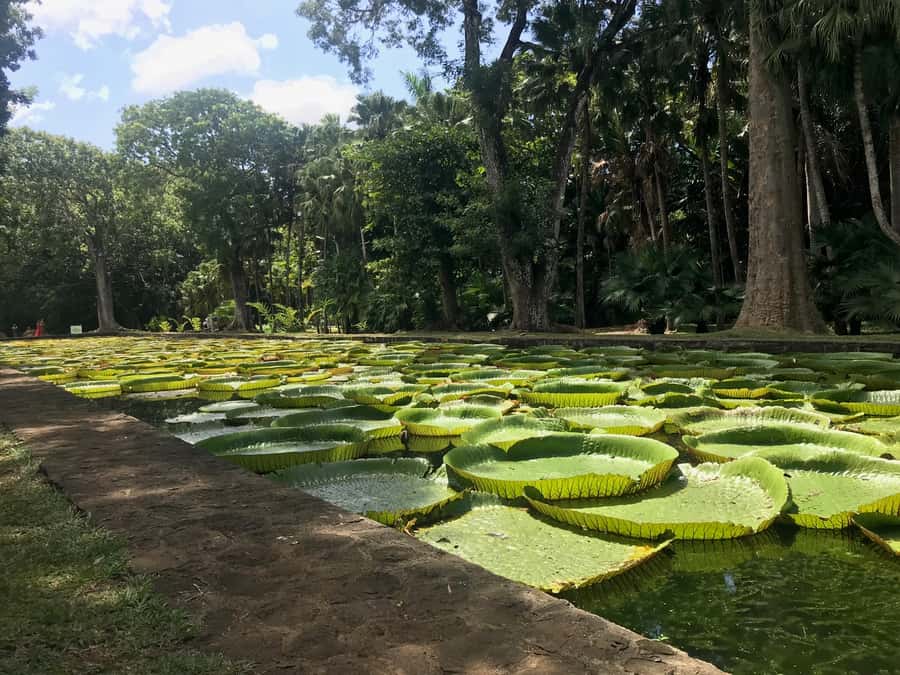Mauritius: Private Full-Day Iconic Instagram Spots - Transportation and pacing: why the private car setup is the real value