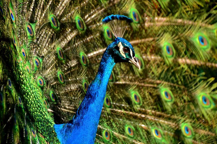 Mauritius: Private South Tour with Pickup - La Vallée des Couleurs in Chamarel: the 23 Colored Earth stop