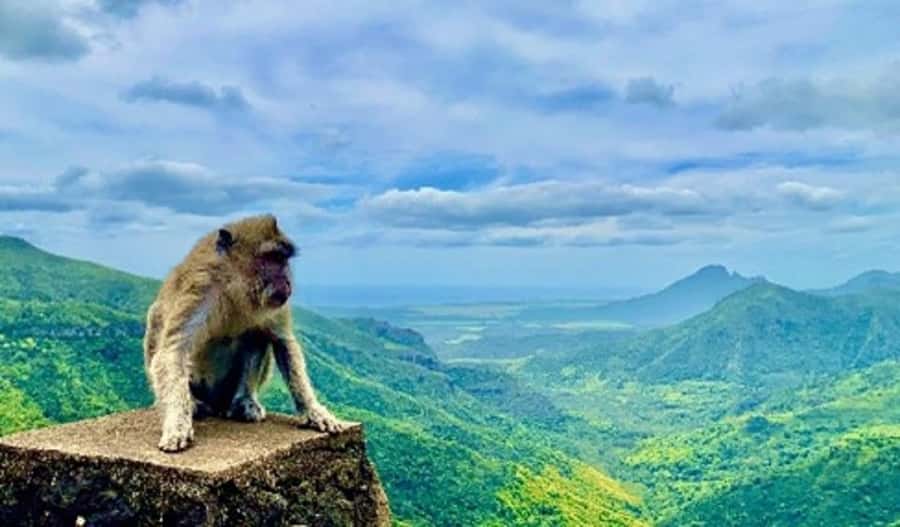 Mauritius: Private Southwest Day Tour - Black River Gorges Viewpoint and Alexandra Falls: Where Nature Gets Your Full Attention