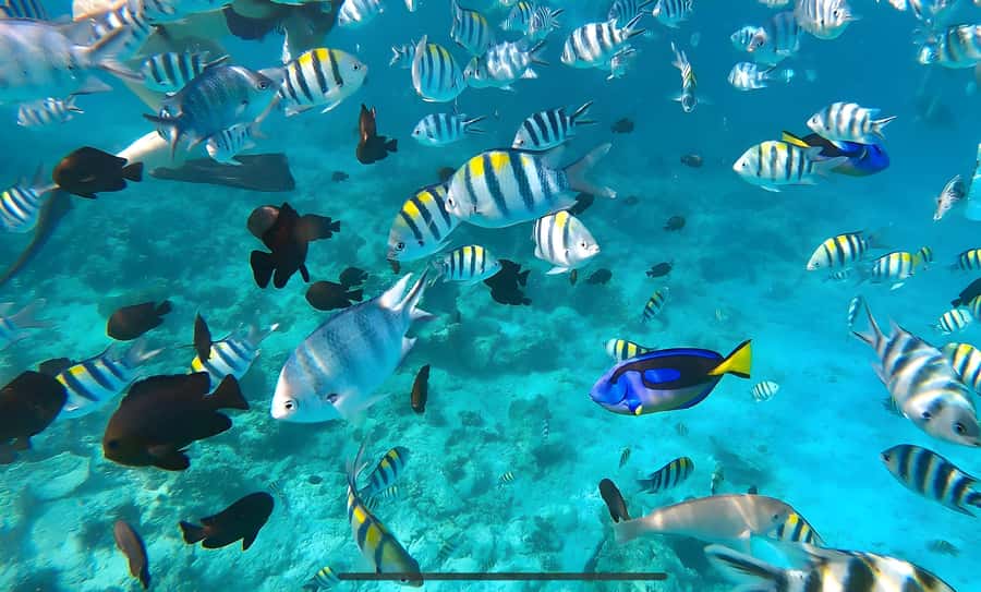 Mnemba Island: Dolphin Swim & Snorkeling with Optional Lunch - Where Mnemba Island Fits Into Zanzibar