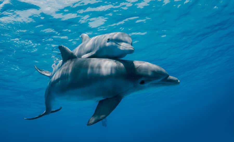Mnemba Island: Dolphin Swim & Snorkeling with Optional Lunch - How the Half-Day Runs From Pickup to the Water