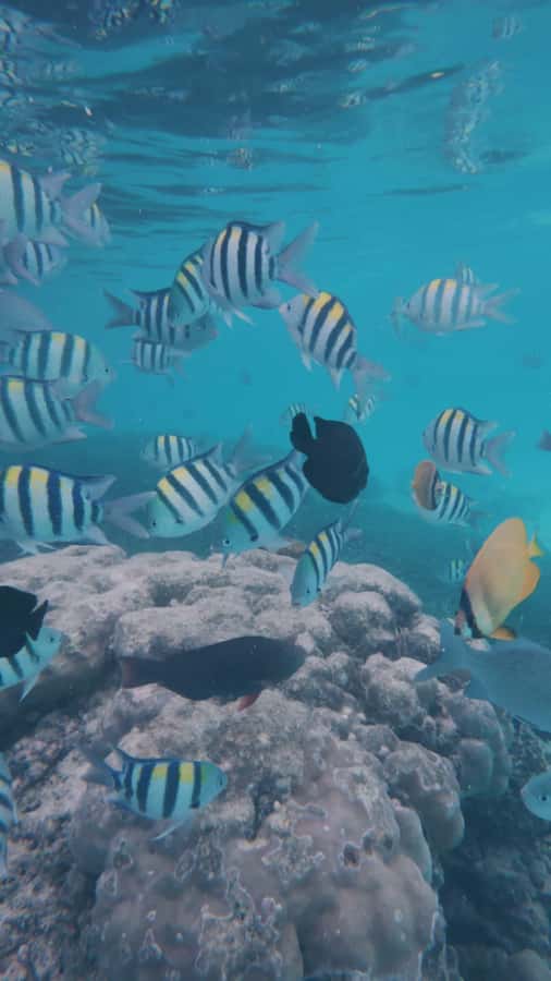 Mnemba Island: Dolphin Swim & Snorkeling with Optional Lunch - Transportation and Timing: Why It Can Make or Break Your Day