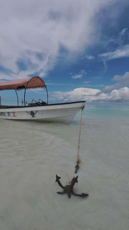 Mnemba Island: Dolphin Swim & Snorkeling with Optional Lunch - Value for Money: Why the Price Can Be a Good Deal