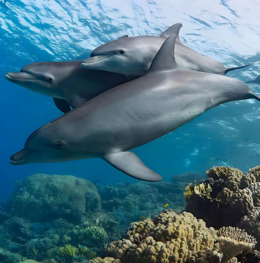 Mnemba Island: Dolphin Swim & Snorkeling with Optional Lunch - Quick Practical Tips I’d Use