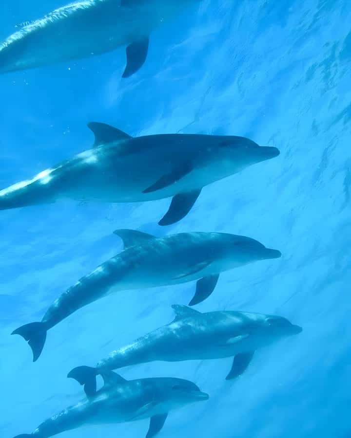 Mnemba Island: Dolphin Swim & Snorkeling with Optional Lunch - Dolphin Swim Near Mnemba: The Magic Part and the Hard Part