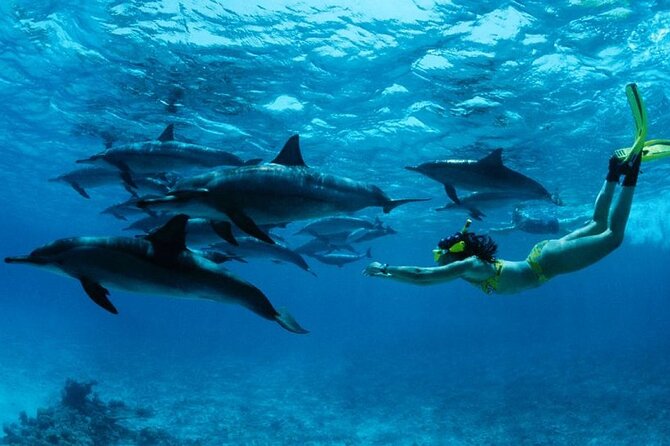 Mnemba Island snorkeling and Swimming with Dolphin - Key things to know before you go