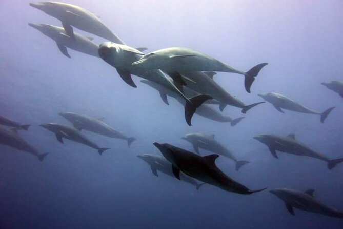 Mnemba Island snorkeling and Swimming with Dolphin - How the 8:30 AM schedule makes this feel like a real wildlife trip