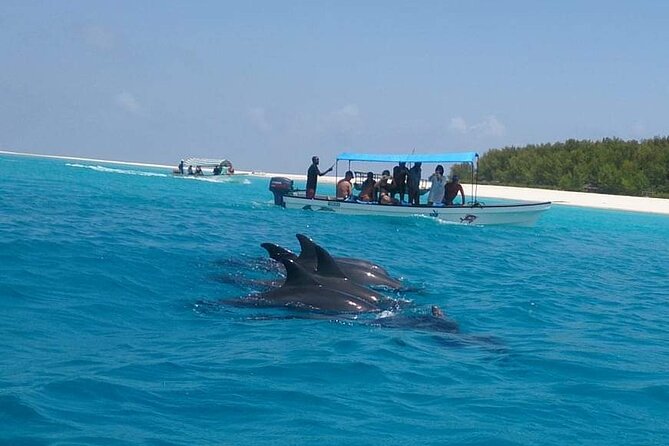 Mnemba Island snorkeling and Swimming with Dolphin - Following dolphins while respecting wildlife