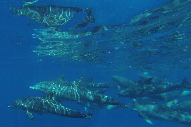 Mnemba Island snorkeling and Swimming with Dolphin - Boat ride reality check: small boat, big water, plan for splashes
