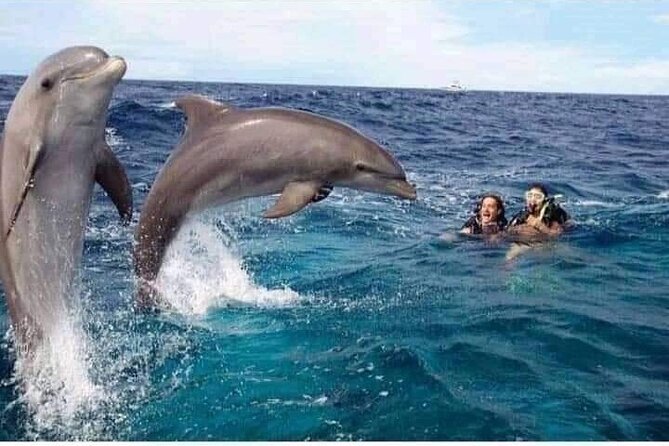 Mnemba Island snorkeling and Swimming with Dolphin - Dolphin Point: what you’re actually signing up for
