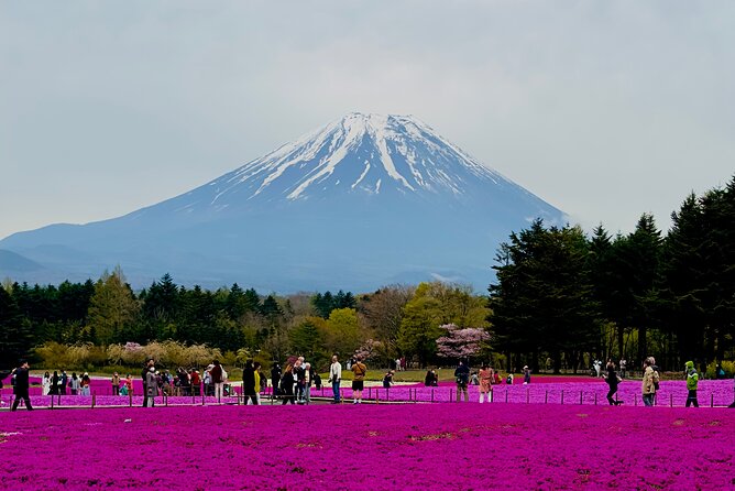 Mt. Fuji, Cherry Blossom & Shiba Sakura Pvt. Day Tour - Key highlights worth planning around