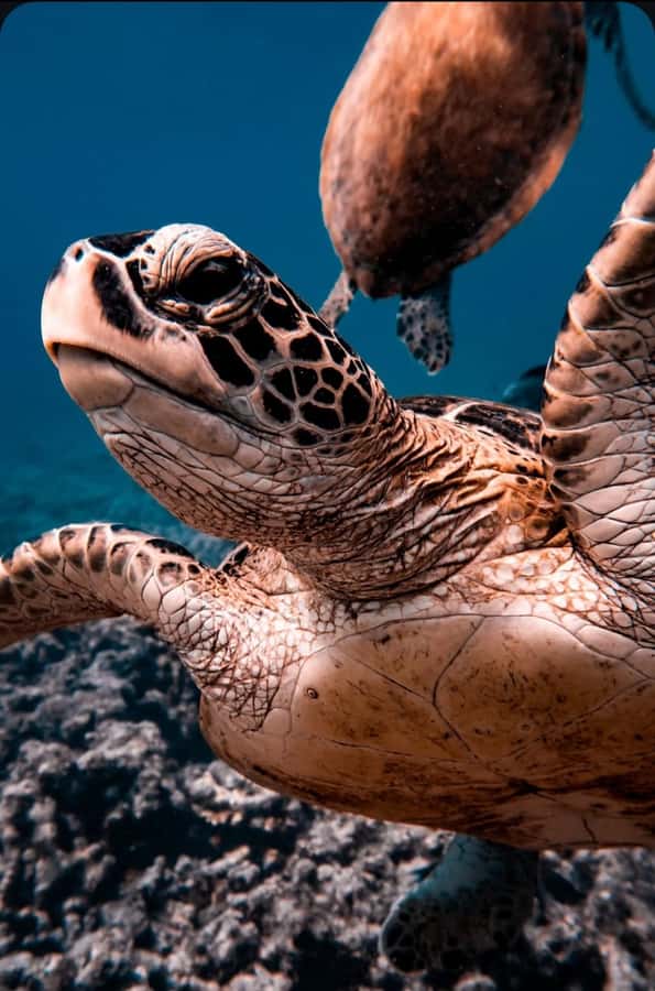 Muscat: Daymaniat Islands Snorkeling Tour with Refreshments - Two snorkeling sites: how the stops usually work