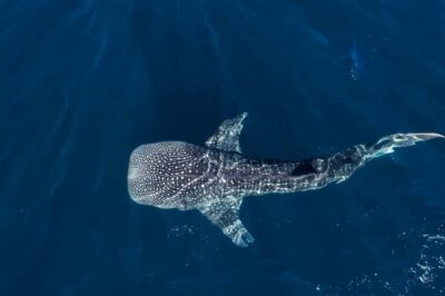 Muscat: Daymaniat Islands Snorkeling Tour with Refreshments - Getting there from Seeb Port: the fast-boat rhythm