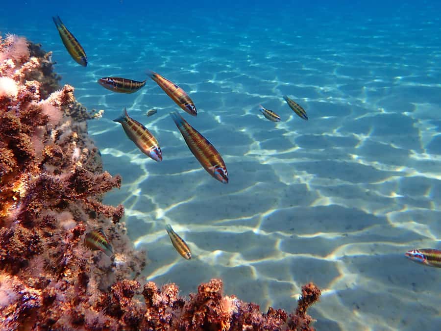 Muscat: Daymaniat Islands Snorkeling Tour with Refreshments - Wildlife you can realistically expect (and how to spot it)