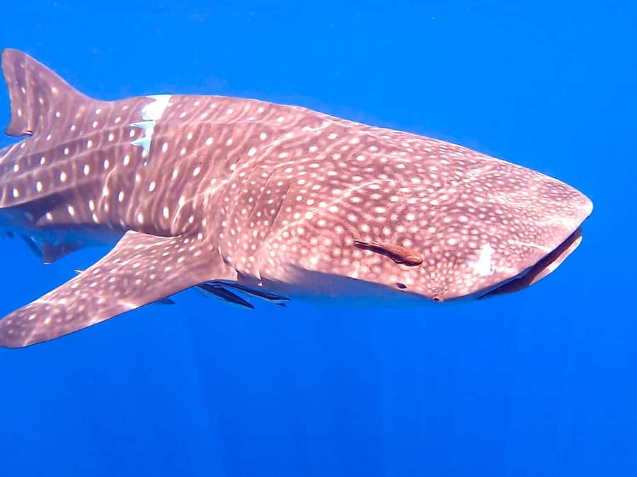 Muscat: Daymaniat Islands Snorkeling Tour with Refreshments - Crew and captain handling: why the trip feels safe