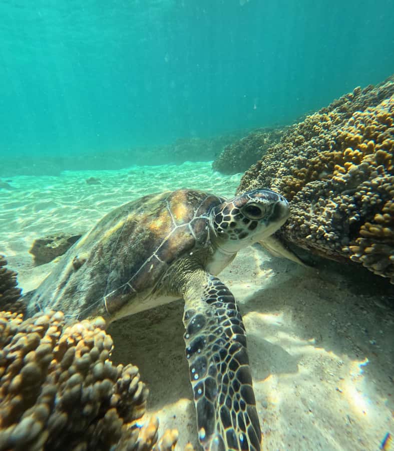 Muscat: Daymaniat Islands Snorkeling Tour with Refreshments - Rules that protect the turtles (and what you should do)