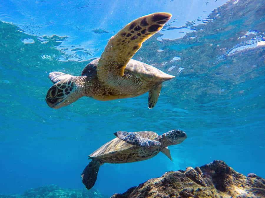 Muscat: Daymaniat Islands Snorkeling Tour with Refreshments - Price and value: is $72 a fair deal for Daymaniyat?