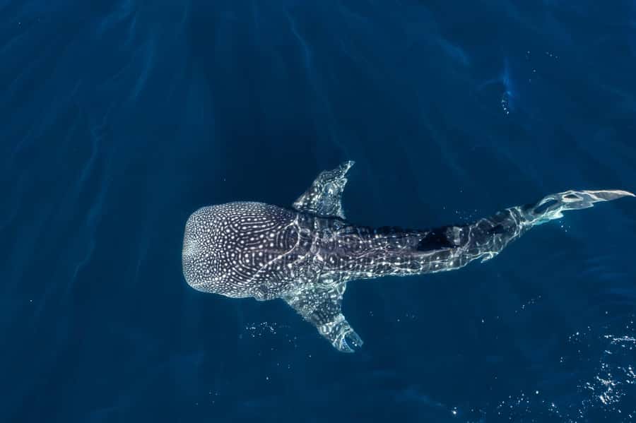 Muscat: Daymaniat Islands Snorkeling Tour with Refreshments - Getting there from Seeb Port: the fast-boat rhythm
