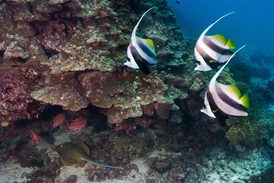 Muscat: Daymaniyat Islands Snorkeling Trip with BBQ Lunch - Finding the right meet-up: MolaMola center at Al Mouj Marina