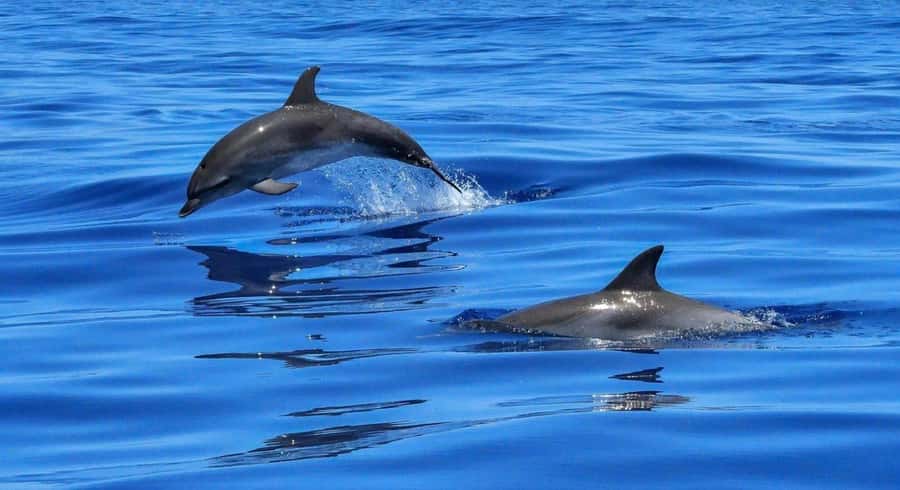 Muscat: Dolphin Watch & Snorkel Excursion - Key things to know before you go