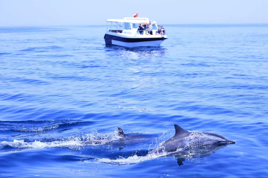 Muscat: Dolphin Watch & Snorkel Excursion - Speedboat Time: Why Two Hours Feels Like the Sweet Spot