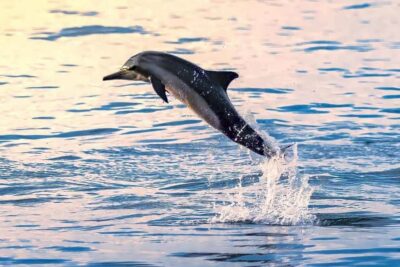 Muscat: Dolphin Watch & Snorkel Excursion - The Van Ride and Scenic Muscat Views: A Quick Warm-Up
