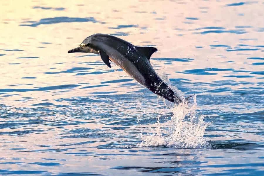 Muscat: Dolphin Watch & Snorkel Excursion - The Van Ride and Scenic Muscat Views: A Quick Warm-Up