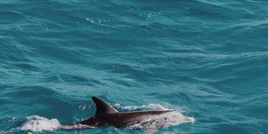 Muscat: Dolphin Watching Boat Tour - Key things that make this tour worth your time