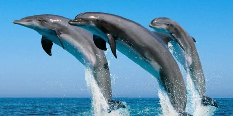 Muscat: Dolphin Watching Boat Tour - Dolphin Watching in Muscat: what you’re buying for $28