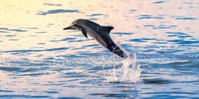 Muscat: Dolphin Watching Boat Tour - Meeting Point at Marina Bandar Al Rowdha: start on the right foot