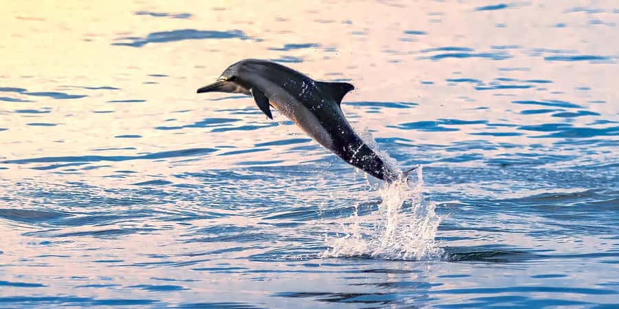 Muscat: Dolphin Watching Boat Tour - Meeting Point at Marina Bandar Al Rowdha: start on the right foot